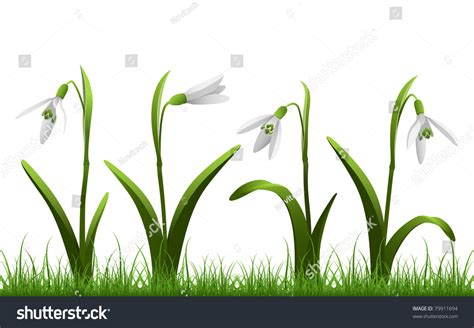 Snowdrop Set Grass Eps8 Stock Vector Royalty Free 79911694