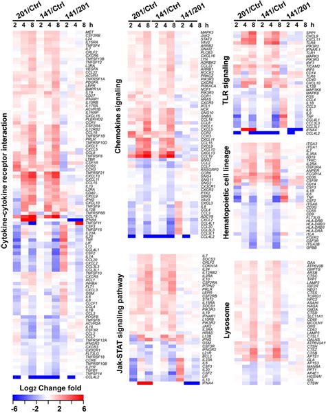 Gene Expression Patterns Of The Pathways That Showing The Significant Download Scientific