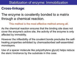 Enzyme Stabilization Ppt