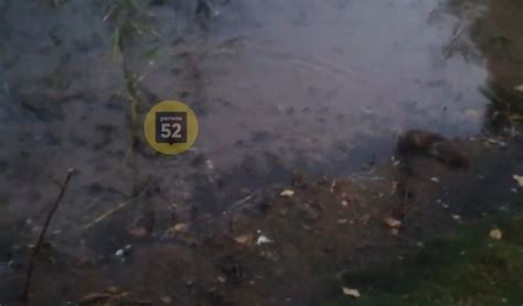 Водяные крысы оккупировали нижегородское озеро
