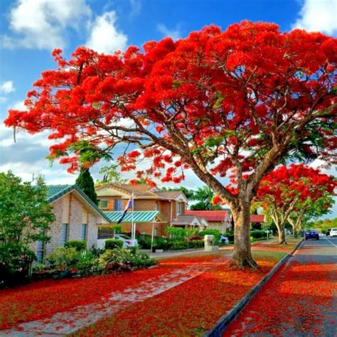 ROYAL POINCIANA RED FLAME TREE SEEDS Delonix Regia Tropical Flamboyant