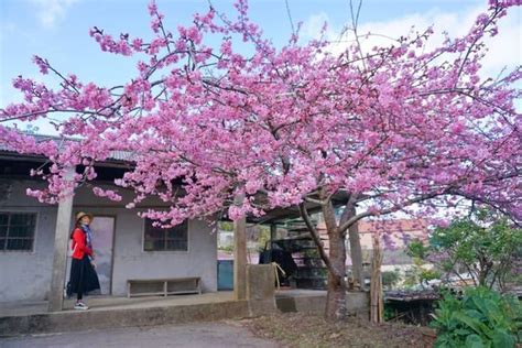 嘉義樟樹湖櫻穀王夢幻必賞！14年「櫻王」河津櫻讓人驚豔 Ettoday旅遊雲 Ettoday新聞雲