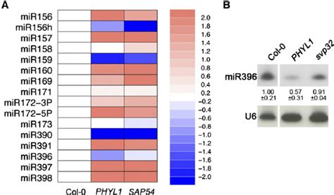 Phytoplasma Effectors Interfere With Mirna Expression A Mirna