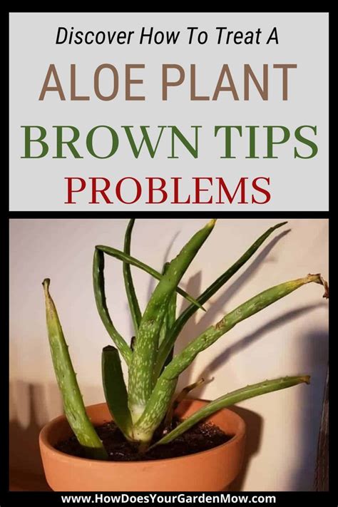 The Real Reason Your Aloe Plant Is Turning Brown And The Fix Artofit