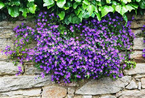 Build A Fabulous Flower Filled Stone Wall In Just 2 Steps