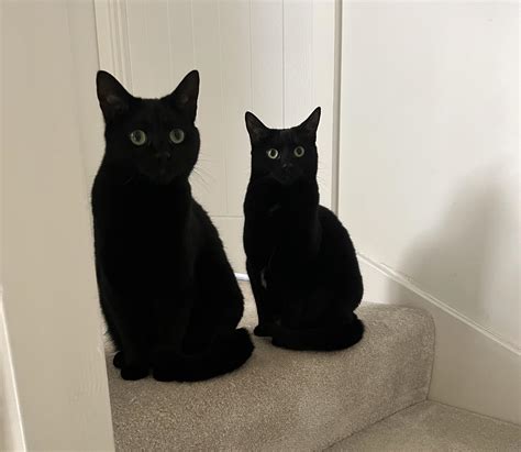Most popular black cat names : r/blackcats
