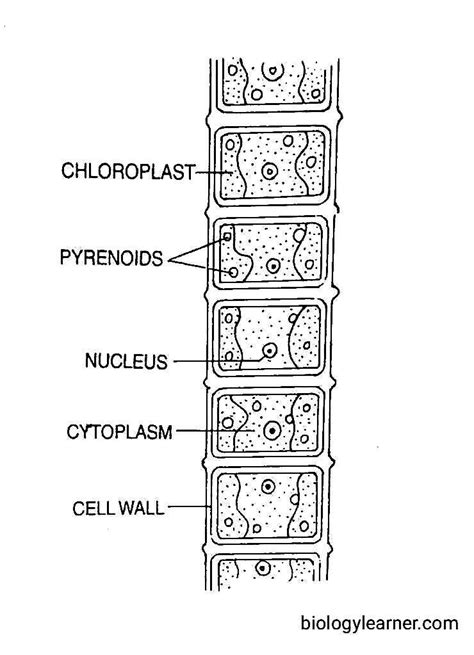 Ulothrix Features Occurrence Structure Reproduction