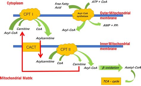 Biological Roles Of Lcarnitine In Oocyte And Early Embryo Development