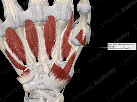 First Dorsal Interosseous Muscle of Hand | Complete Anatomy