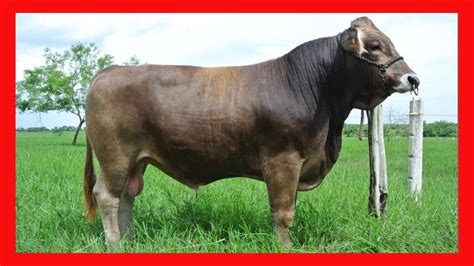 Agropecuaria Ibachen Ganado Guzerat Suizo Europeo Brahman Y Suizbu