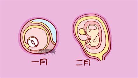 妊娠1到10个月的胎儿是如何发育的，看完你就知道了！