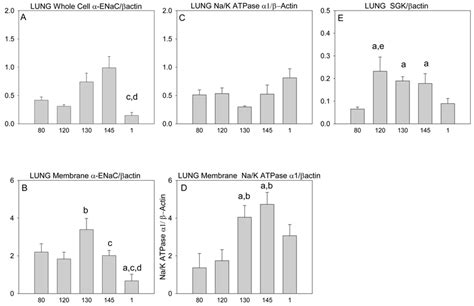 Abundance Of Enac Protein A B And Na K Atpase C D And Sgk E