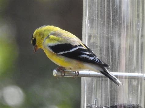 American Goldfinch breeding male