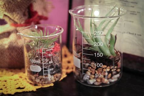 Double Beaker Terrarium Kit With Two Beakers Natural Decor Etsy