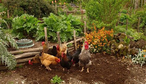 Permaculture Chicken Keeping Hobby Farms