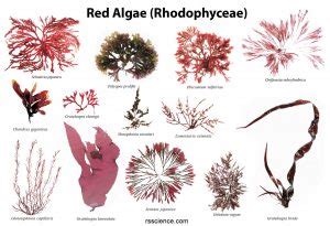 Red algae - characteristics, structure, reproduction, and examples