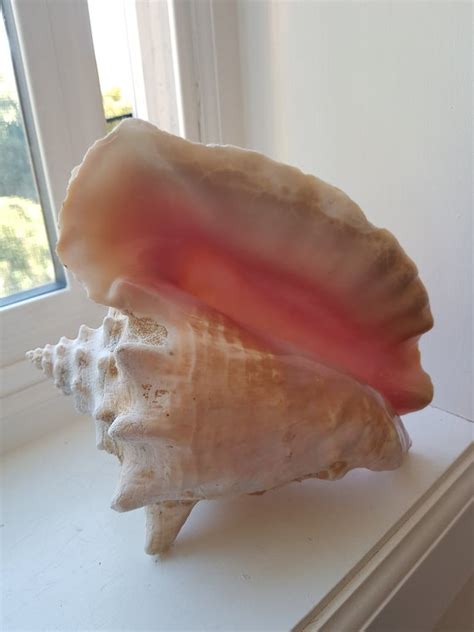 Vintage Caribbean Large Conch Shell Beach Decor Etsy