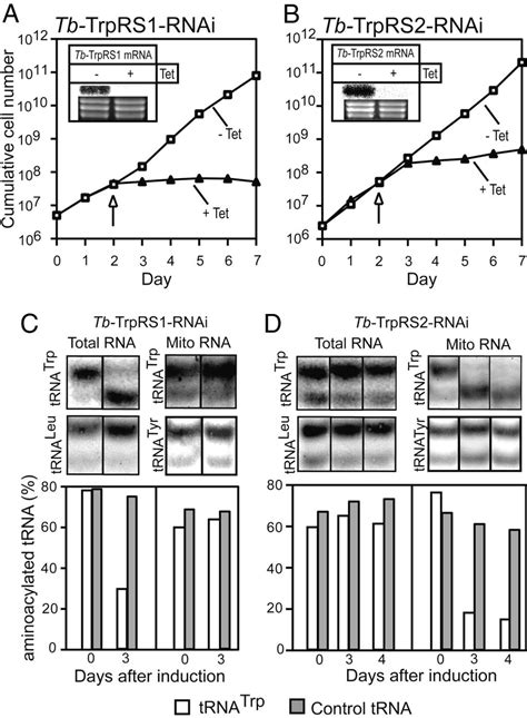 Tb TrpRS1 And Tb TrpRS2 Are Essential For The Growth Of Procyclic T