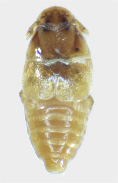 Platypsyllinae Archives BioQuipBugs