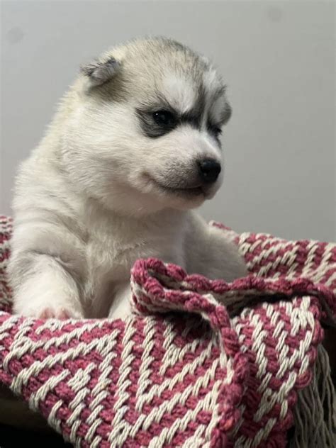 Chiots Husky De Sibérie 37240 unCompagnon fr