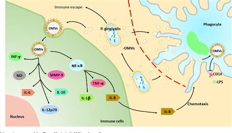 Outer Membrane Vesicles Of Porphyromonas Gingivalis Novel