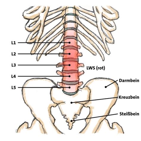 Lws Syndrom Symptome Behandlung Und Therapie Flexmate