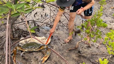 Wow Wow So Big Crab Giant Mud Crab Catching Crab After Water Low Tide