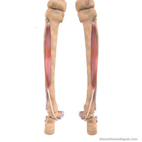 Tibialis Posterior Muscle Anatomy Origin Insertion Action The