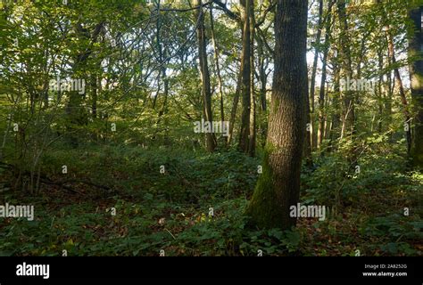 Natural woodland landscapes in an English Autumn Stock Photo - Alamy