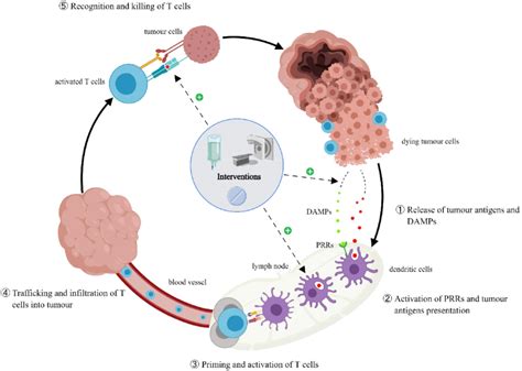 The Cancer Immunity Cycle And The Effects Of Interventions Additional Download Scientific