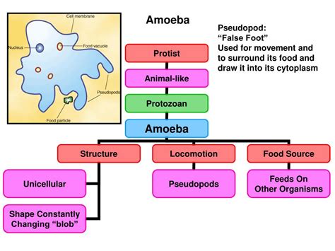 Ppt Bacteria Structure Powerpoint Presentation Free Download Id