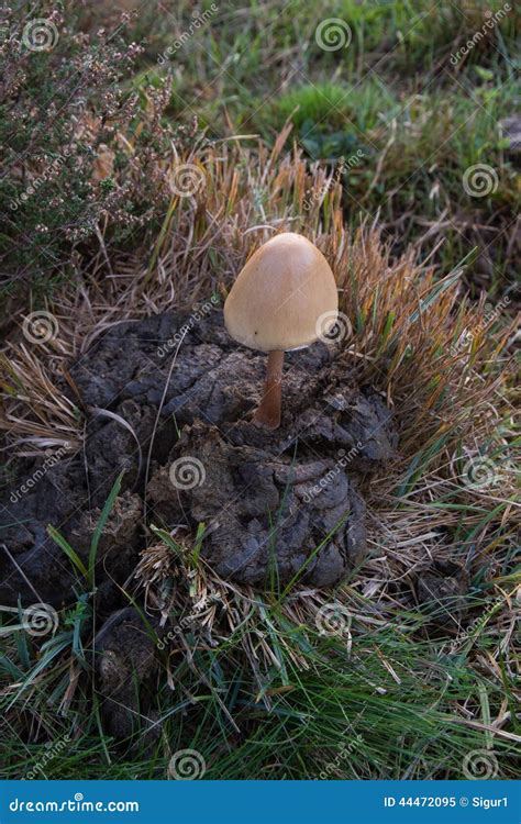 Mushroom On Cow Dung Stock Photo Image 44472095