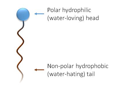 Surfactant ~ Detailed Information | Photos | Videos