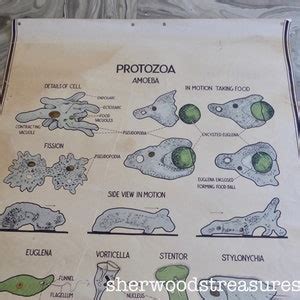 Large Old School Botanical Chart Protozoa Amoeba Weird Etsy