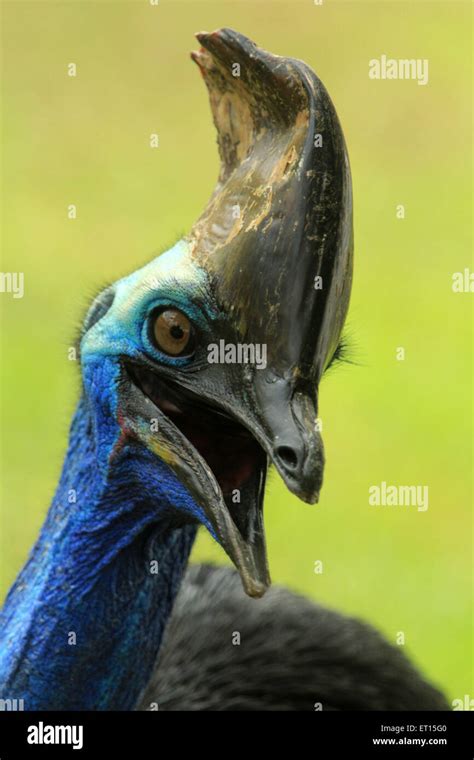 Pekanbaru Riau Indonesia 10th June 2015 A Cassowary Casuarius Casuarius Waiting To Eat At