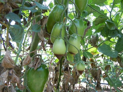 Sul Marciume Apicale Del Pomodoro Cause E Soluzioni Bioaksxter