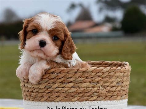 1 chiot mâle Cavalier King Charles LOF à vendre Petite Annonce chien