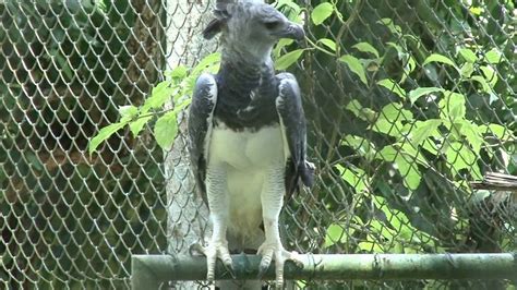 Águila harpía Panamá cumple cinco años de edad