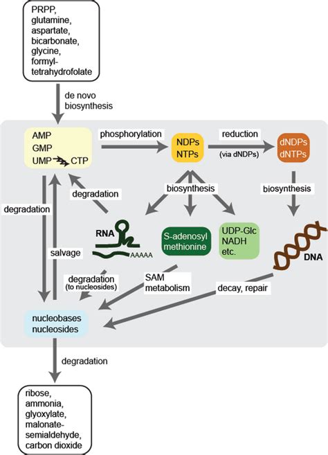 Central Nucleotide Metabolism Institute Of Plant Nutrition Leibniz