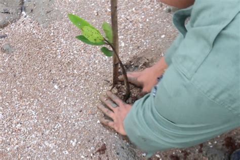 Perbaiki Pesisir Pemprov Kalsel Tanam 7 Ribu Bibit Mangrove ANTARA News