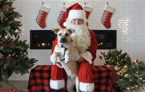 Santa Paws- Dog Pictures with Santa Benefiting Ruff Start Rescue | Bauhaus Brew Labs ...