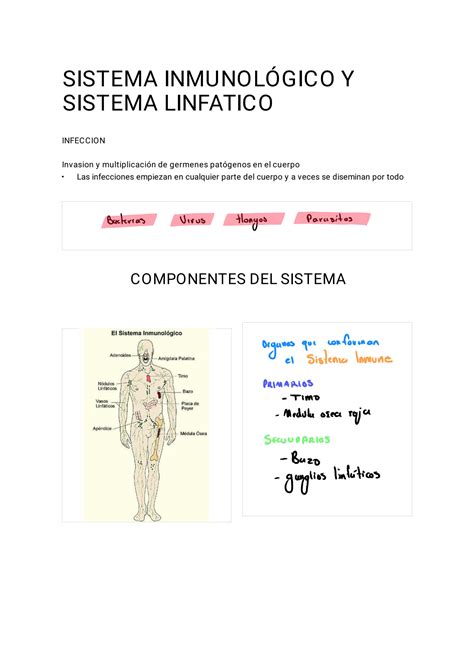 Solution Sistema Inmunol Gico Y Sistema Linf Tico Studypool