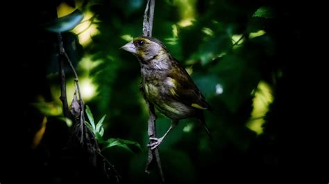 Greenfinch Bird Green Free Photo On Pixabay Pixabay