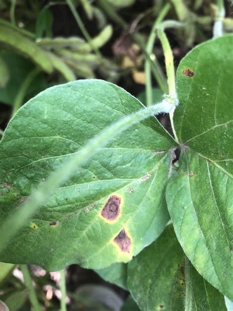 Soybean Disease Update July 20 2018 Mississippi Crop Situation