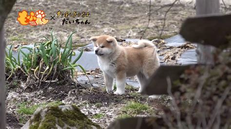 秋田犬の赤ちゃんが、突如畑で佇む姿に・・・キュン Youtube