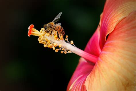 Honey Bee And Hibiscus Honolulu HI