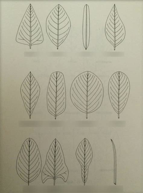 Plant Morphology Leaf Shape Diagram Quizlet
