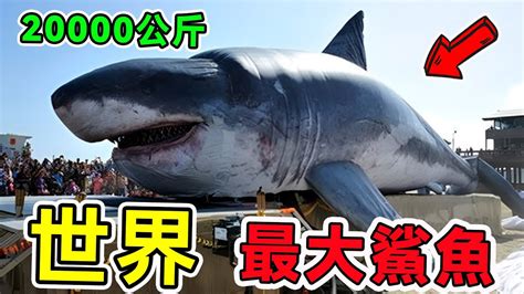 全世界最大的10條超級鯊魚！ 第一名體重超過20000公斤，比大白鯊還大20倍，把鯨魚當食物吃！ 腦洞大開 Top10 世界之最 冷