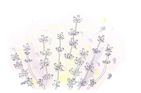 Premium Vector Lavender Flowers Vector Watercolor Delicate Floral