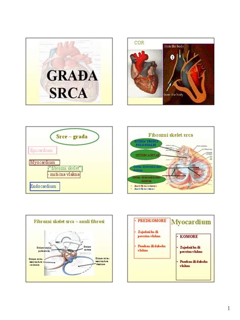 Gradja Srca Anatomija Pdf